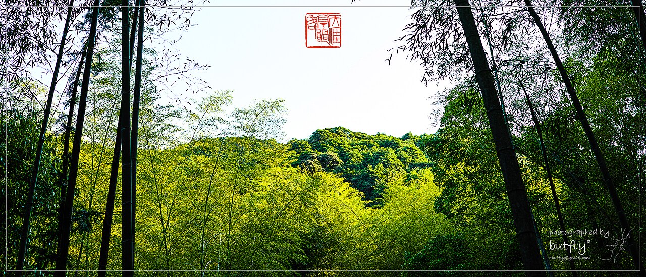 西湖区春日竹林山景