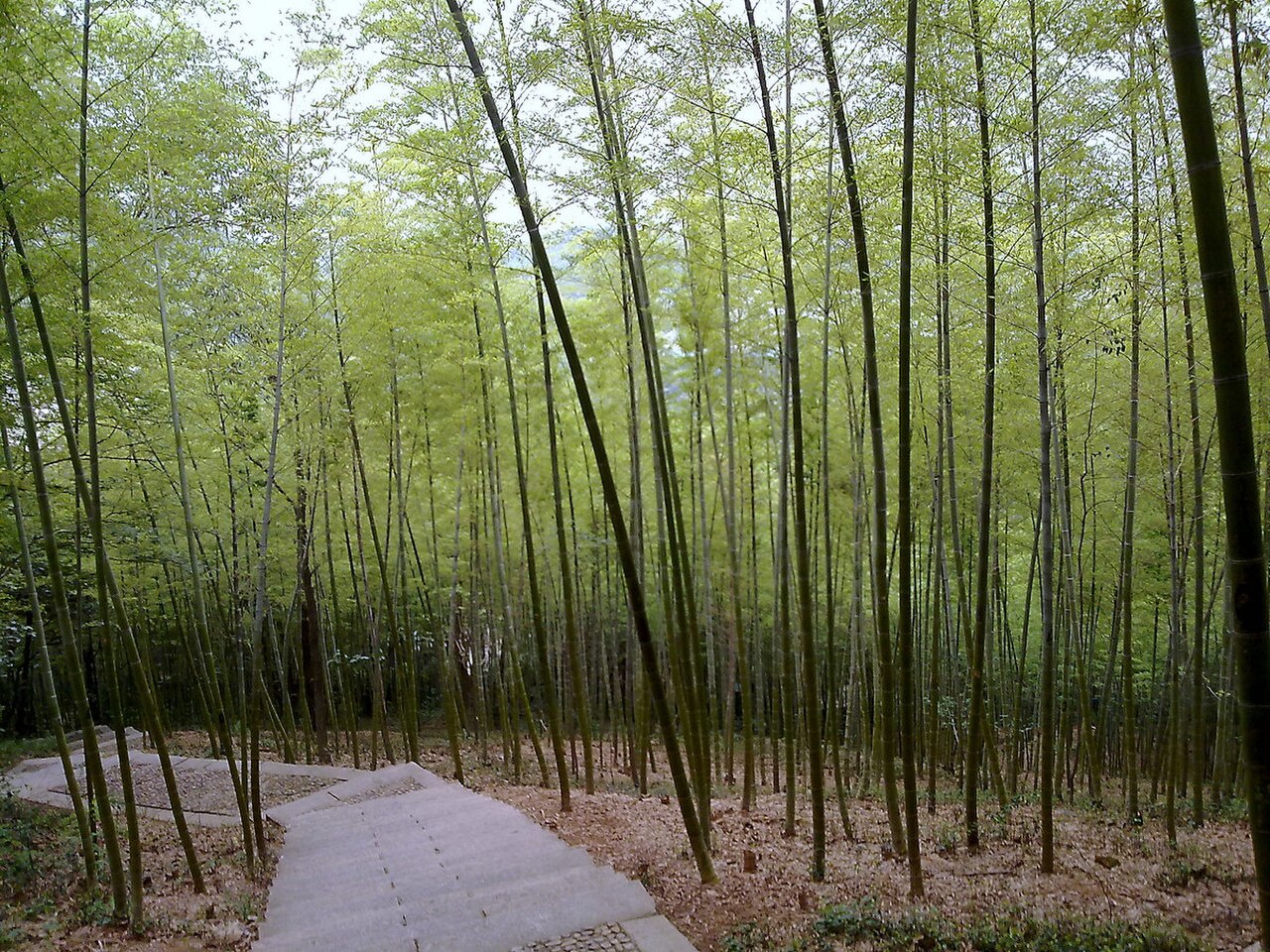 佘山幽林小径