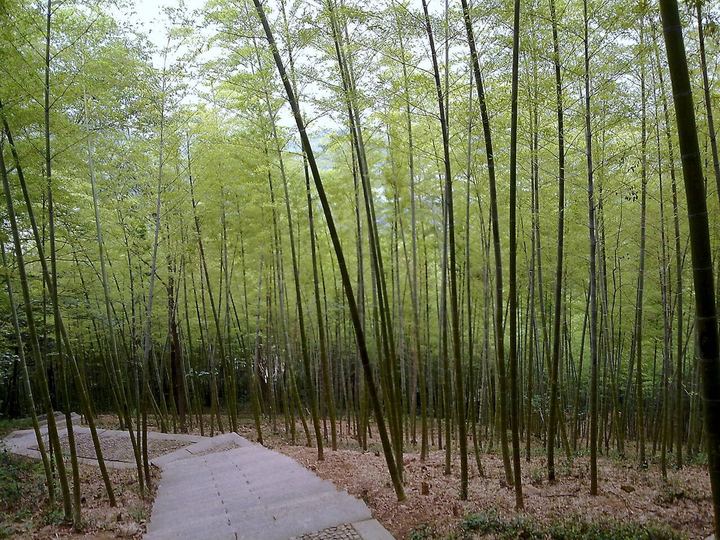 上海佘山国家森林公园实景图