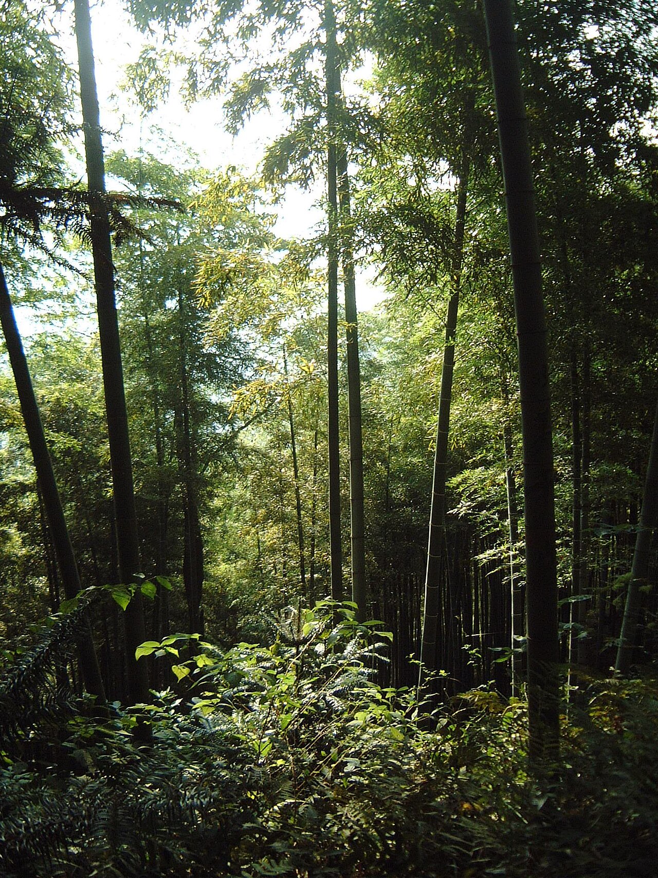 莫干山竹海