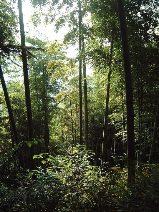 莫干山蒋公古道实景图