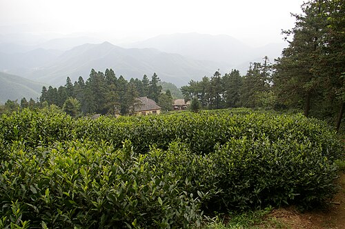 莫干山茶园山路