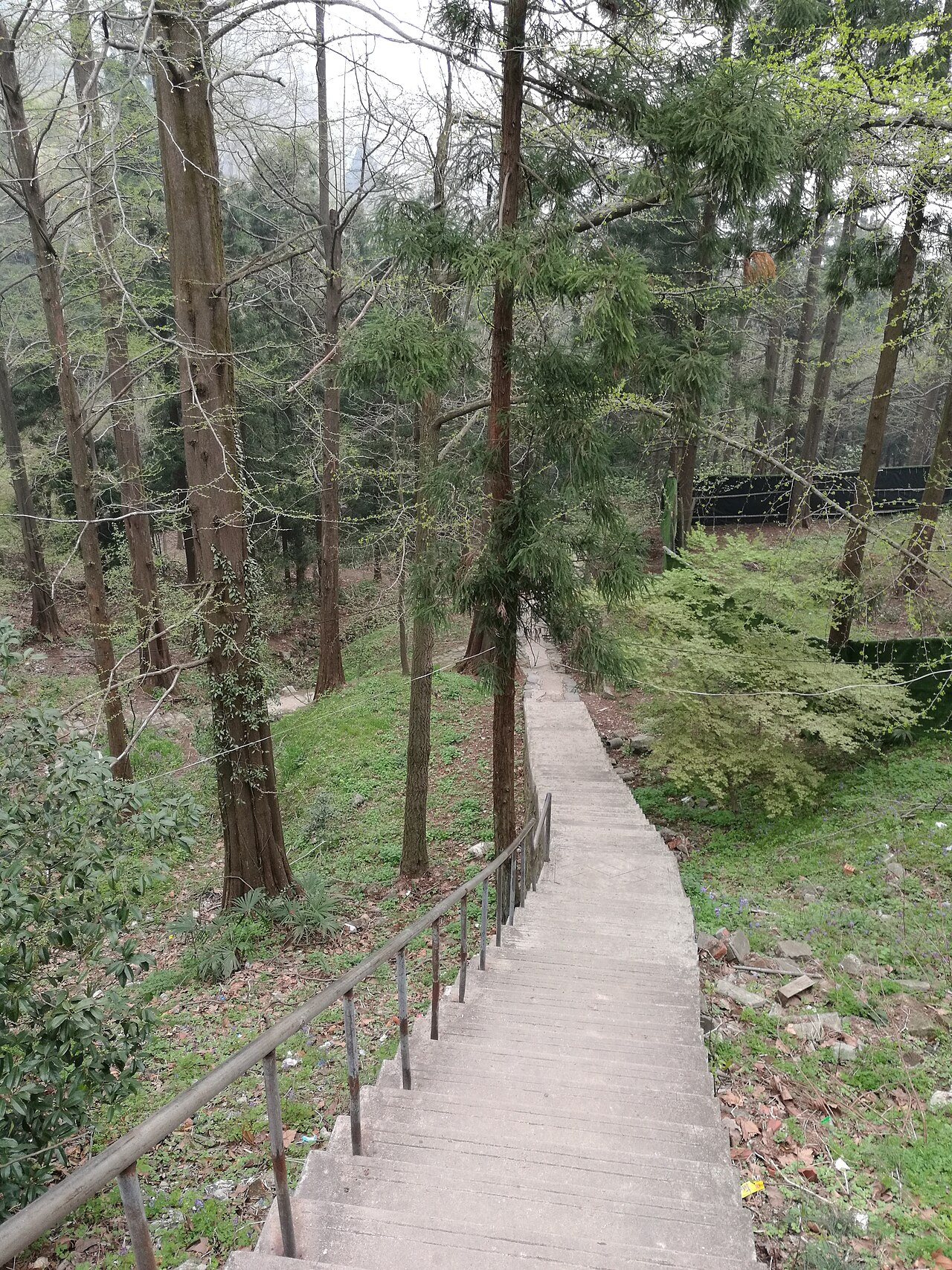 莫干山林间步道