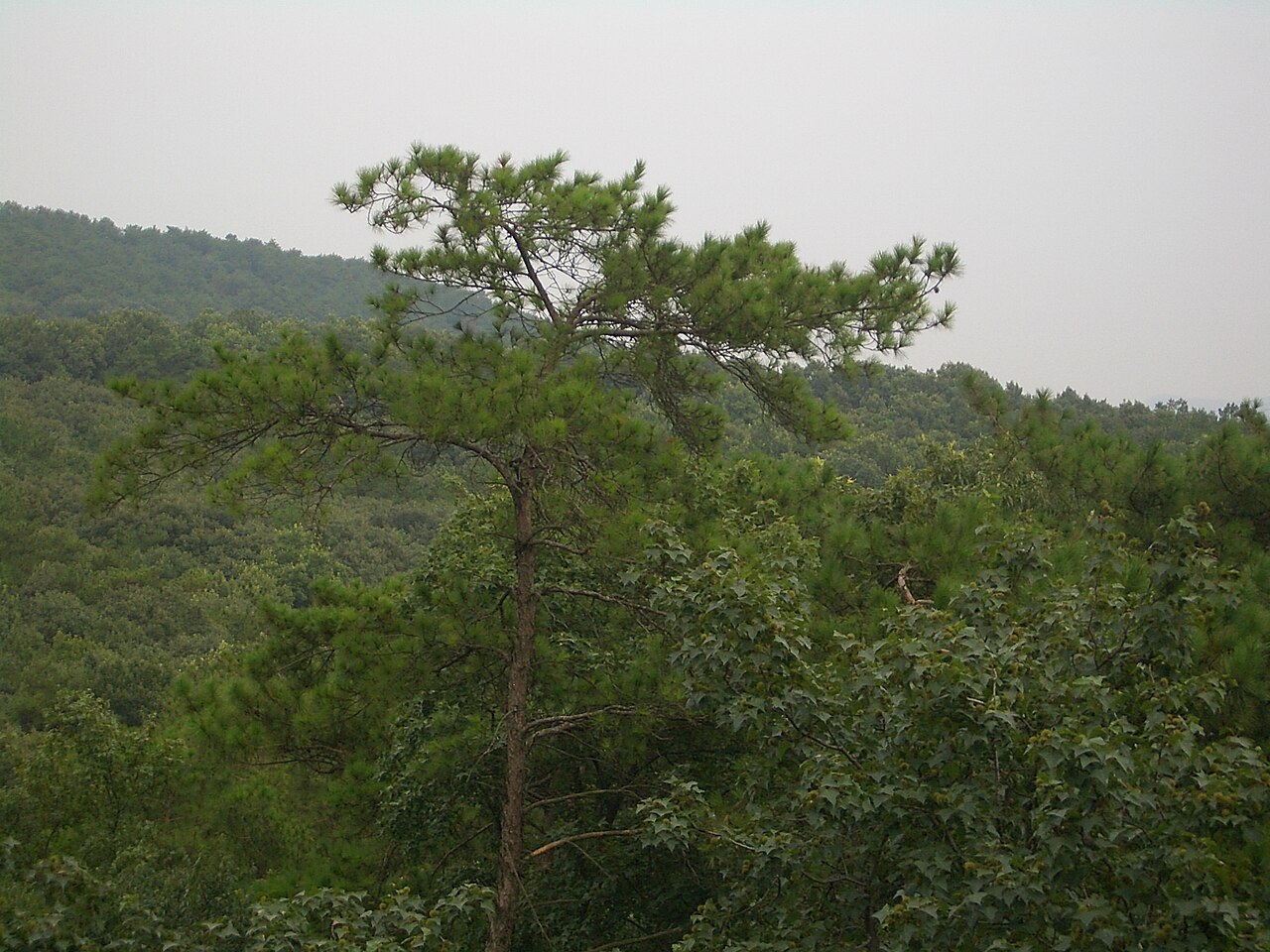 灵谷塔外紫金山坡林地