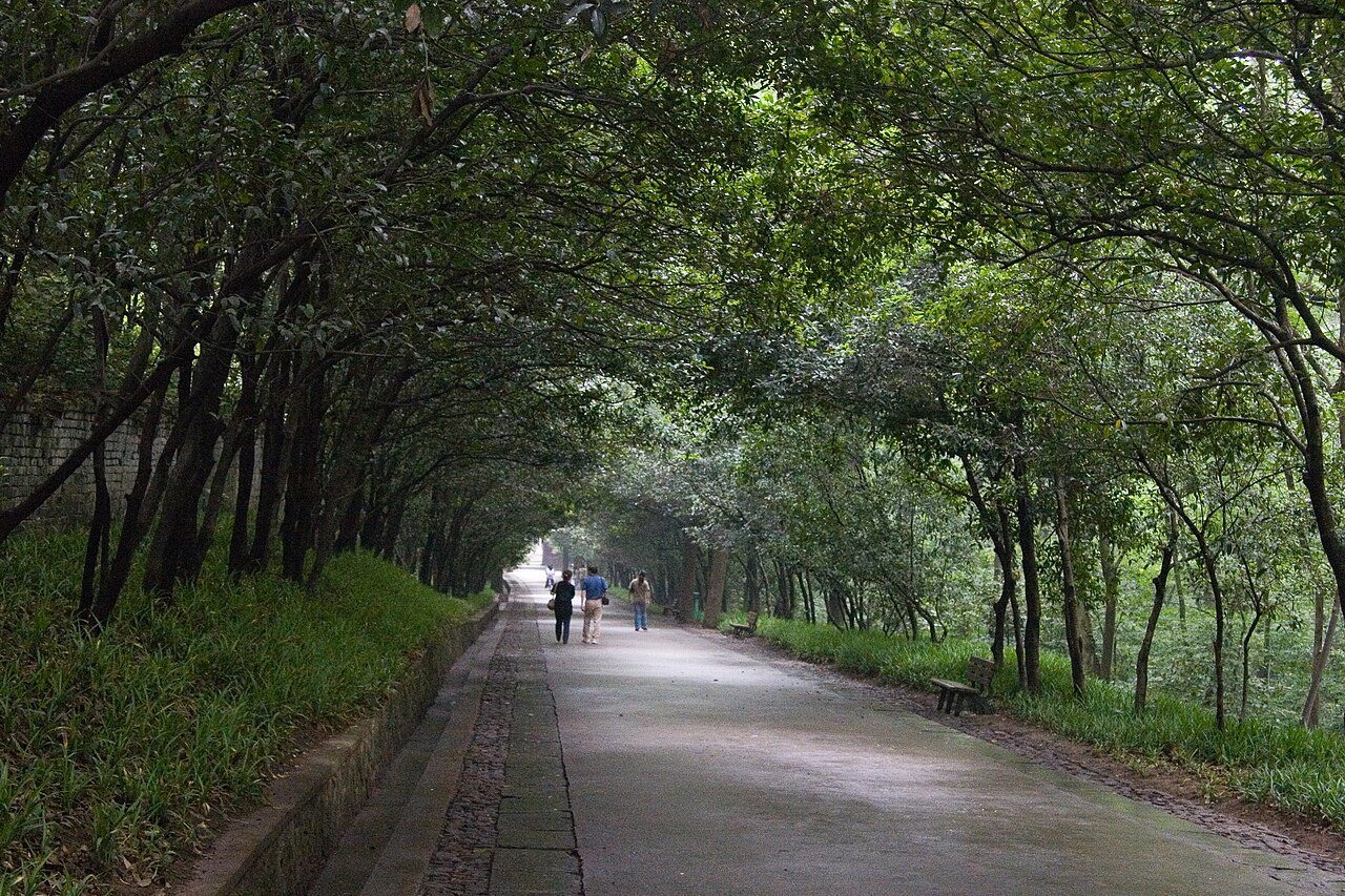紫金山林地与山路