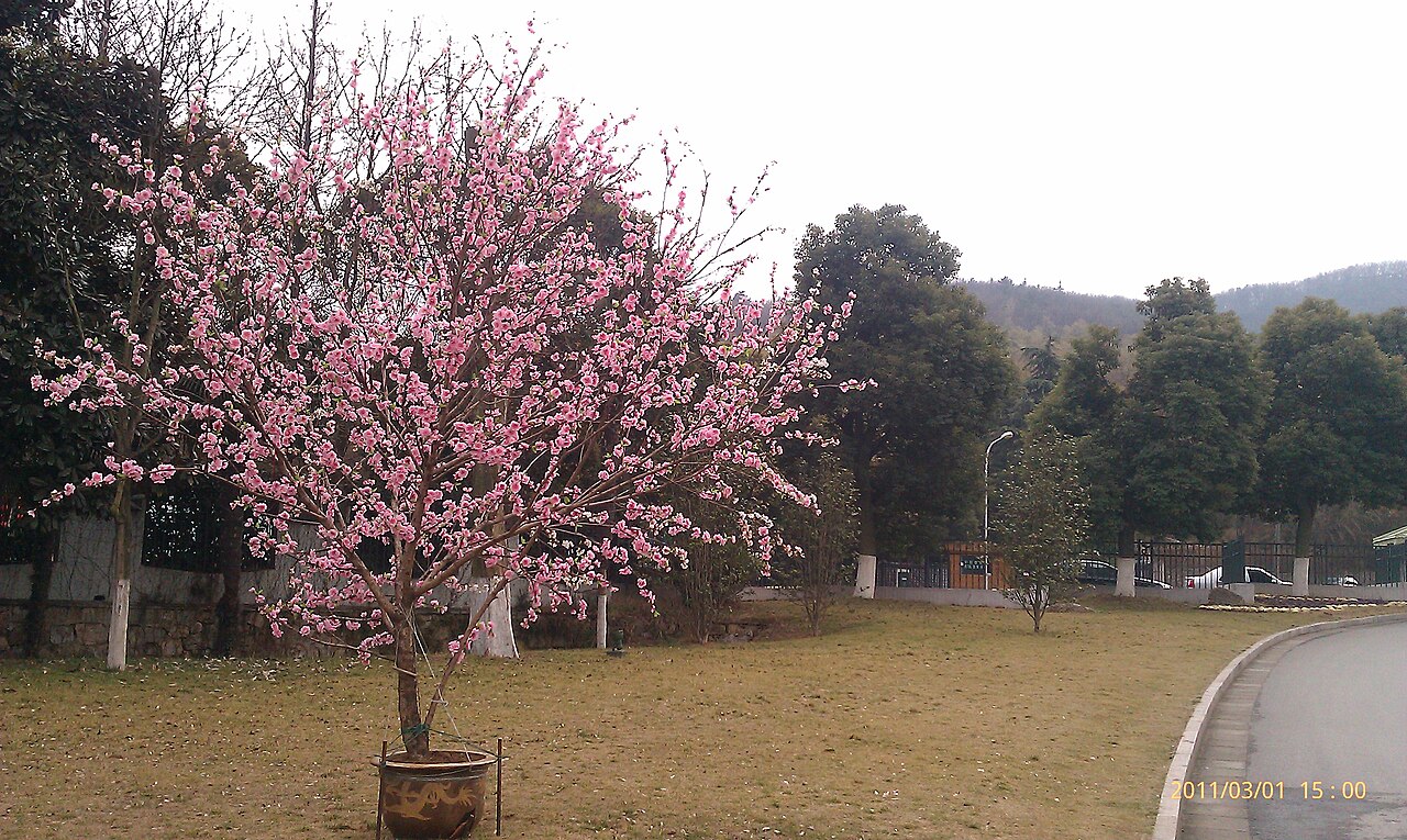 镇江南山碧榆园梅花