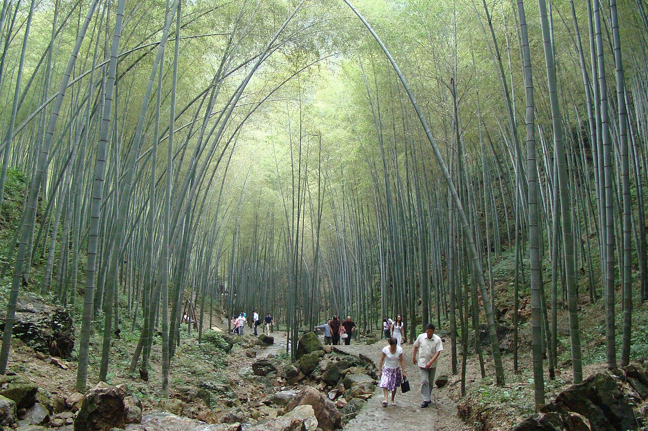 宜兴竹海翠竹穹顶