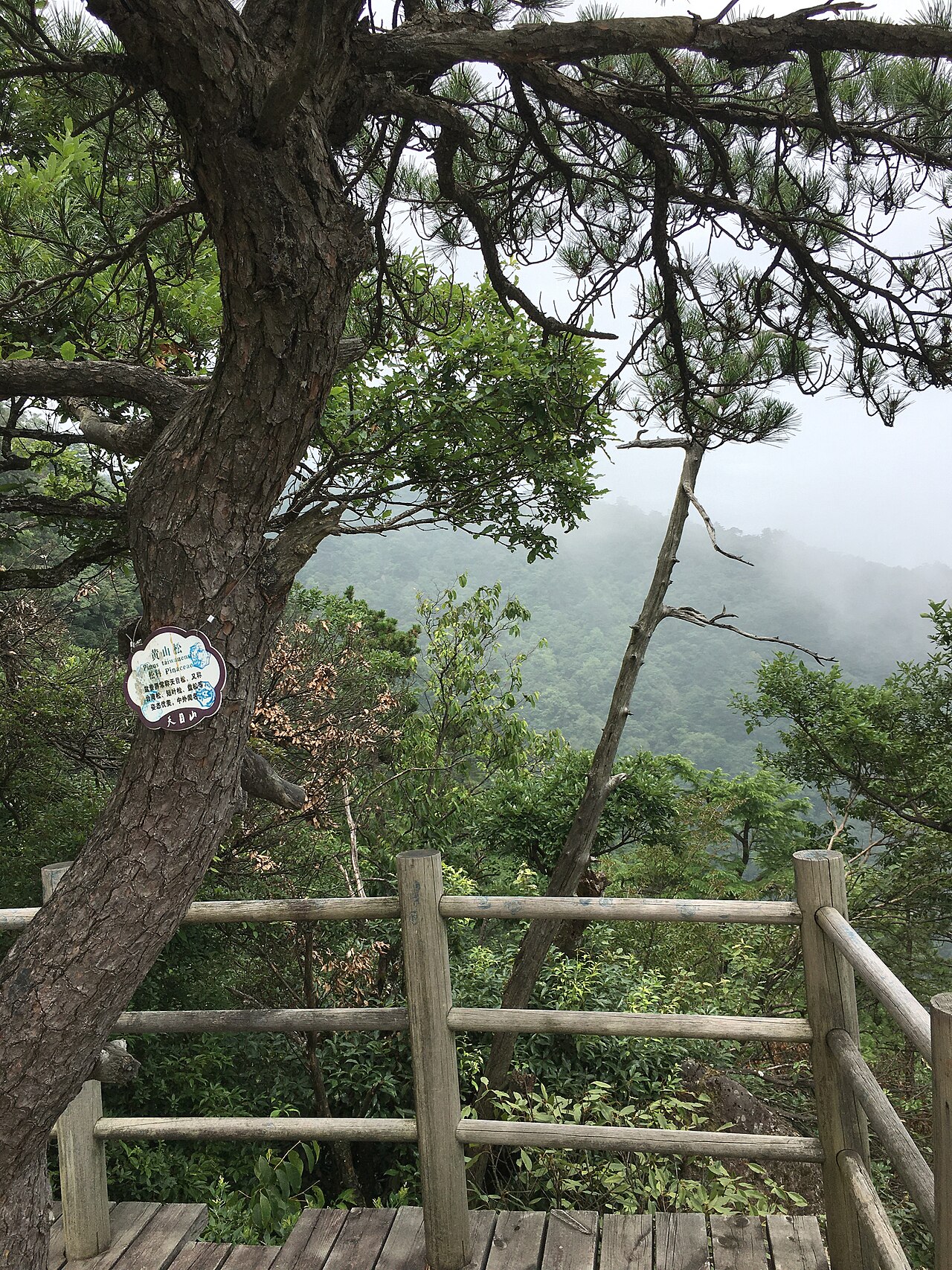龙王山邻近天目山黄山松